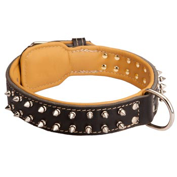 English Pointer Collar Leather Spiked Padded