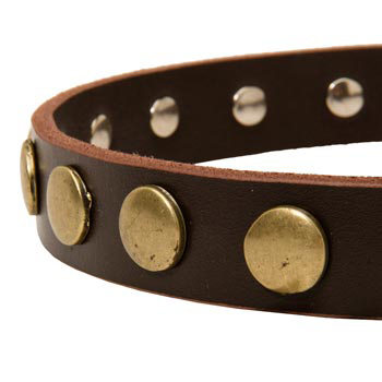 Designer Leather Dog Collar for Walking English Pointer