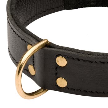 Brass D-ring Stitched to Leather English Pointer Collar