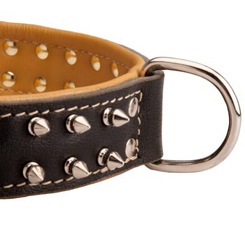 Padded Leather English Pointer Collar Spiked Adjustable for Training