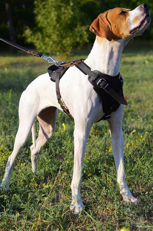 Multifunctional Leather English Pointer Harness for Everyday Usage