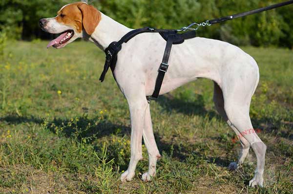 High Quality Leather English Pointer Harness for Different Types of Training