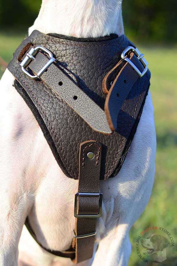 Protective Leather English Pointer Harness with Wide Padded Chest Plate