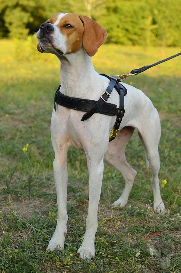 English Pointer reliable pulling leather harness