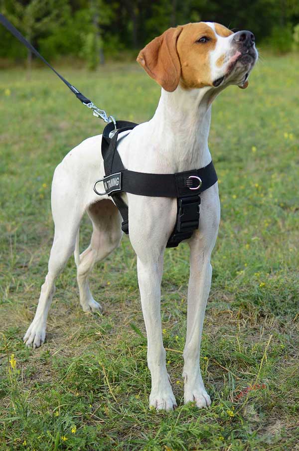 Nylon English Pointer Harness for Pulling