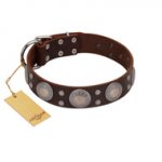 "Imperial Legate" FDT Artisan Brown Leather English Pointer Collar with Big Round Plates