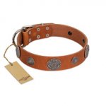 "Foxy Nature" FDT Artisan Tan Leather English Pointer Collar with Chrome Plated Brooches
