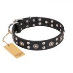 "Refined Essence" FDT Artisan Black Leather English Pointer Collar with Silvery Studs