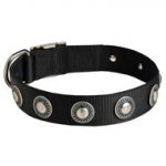 English Pointer Nylon Dog Collar with Circles Decoration