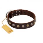 "Gape Buster" FDT Artisan Brown Leather English Pointer Collar with One Row of Studs
