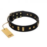 "Fit for Royalty" FDT Artisan Black Leather English Pointer Collar with Plates and Small Square Studs