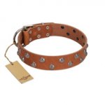 "Waltz of the Flowers" Handmade FDT Artisan Tan Leather English Pointer Collar with Chrome-plated Engraved Studs