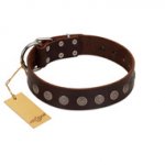 "Starry-Eyed" Best Quality FDT Artisan Brown Designer Leather English Pointer Collar with Small Plates