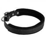 Padded Leather English Pointer Collar 25 mm for Dog Training