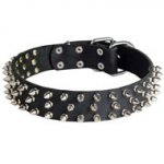 Leather English Pointer Collar with 3 Rows of Nickel Spikes
