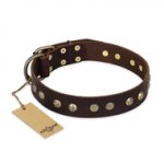 "Bronze Sheen" FDT Artisan Leather English Pointer Collar with Brass-Plated Studs