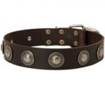 Leather English Pointer Collar Decorated with Silver Conchos