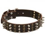 English Pointer Leather Dog Collar with Rows of Spikes and Studs