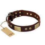 "Shining Armour" FDT Artisan Brown Leather English Pointer Collar with Decorations