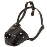 Everyday Leather English Pointer Muzzle for Training