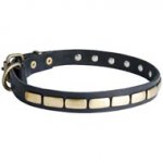 English Pointer Leather Collar Brass Plates 25 mm