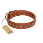 "Silver Spike" Handmade FDT Artisan Tan Leather English Pointer Collar with Old Silver-Like Spikes