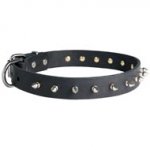 English Pointer Leather Collar Spiked 30 mm