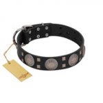 "Sun in Shining" Modern FDT Artisan Black Leather English Pointer Collar with Studs and Stars