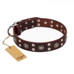 "Pirate Treasure" FDT Artisan Exciting Brown Leather English Pointer Collar with Studs