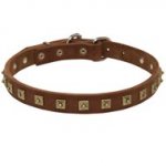 Handcrafted 1 Row Square Studded Leather English Pointer Collar