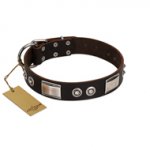 "Baller Status" FDT Artisan Brown Leather English Pointer Collar Adorned with a Set of Chrome Plated Studs and Plates