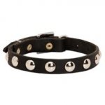 Beautiful Leather English Pointer Collar Decorated with Half-Ball Studs
