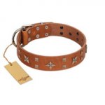 "Dreamy Gleam" FDT Artisan Tan Leather English Pointer Collar Adorned with Stars and Squares
