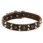 Leather English Pointer Collar With Studs and Pyramids