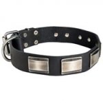Leather English Pointer Collar Massive Nickel-covered Plates