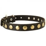 Leather English Pointer Collar with Brass Circles for Fashionable Walking