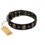 Pirate's Spell' FDT Artisan Black Leather English Pointer Collar with Engraved Studs and Medallions