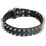 Leather English Pointer Collar with 2 Rows of Nickel Spikes