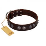 "King Arthur" FDT Artisan Brown Leather English Pointer Collar with Spiky Plates