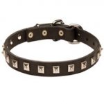 English Pointer Leather Collar Caterpillar Design