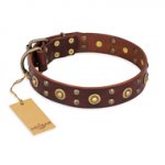"Caprice of Fashion" FDT Artisan Brown Leather English Pointer Collar with Round Decorations