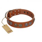 "Luxurious Life" Premium Quality FDT Artisan Tan Leather English Pointer Collar with Round Adornments