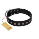 "Silver Flower" Exclusive FDT Artisan Black Leather English Pointer Collar with Silver-Like Studs