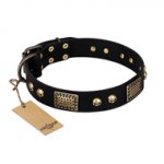 "Biker Style" FDT Artisan Black Leather English Pointer Collar with Old Bronze Look Plates and Skulls