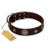"Magic Stones" FDT Artisan Brown Leather English Pointer Collar with Chrome Plated Brooches and Studs