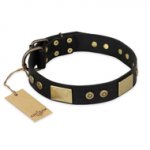 "Spanish night" FDT Artisan Fashionable Leather Walking English Pointer Collar