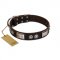 "Baller Status" FDT Artisan Brown Leather English Pointer Collar Adorned with a Set of Chrome Plated Studs and Plates