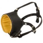 Snout Short Leather English Pointer Muzzle Padded with Nappa Leather