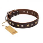 "Rare Flower" FDT Artisan Brown Leather English Pointer Collar Adorned with Old-look Hemisphere Studs