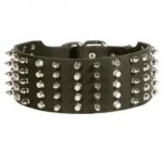 English Pointer Leather Collar Spiked and Studded